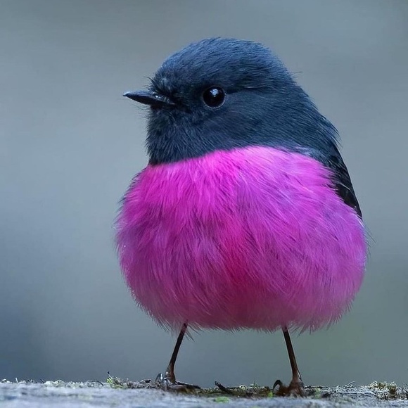 Meet your Posher, Anita - Picture 1 of 1